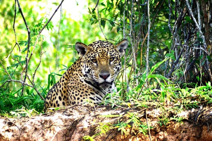 Pantanal, Brasil